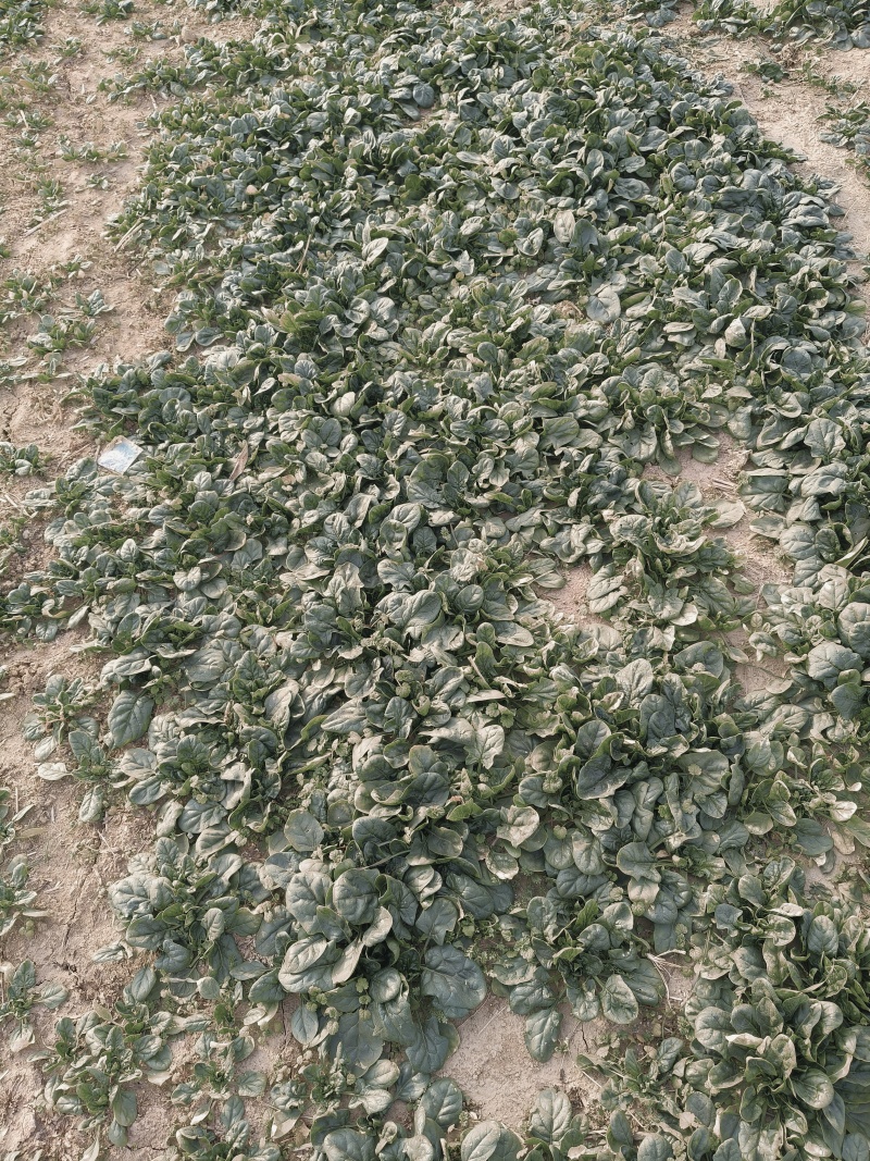 趴地菠菜