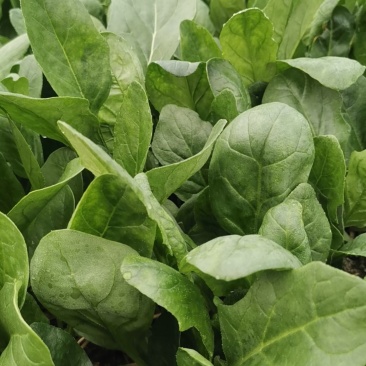 大棚菠菜