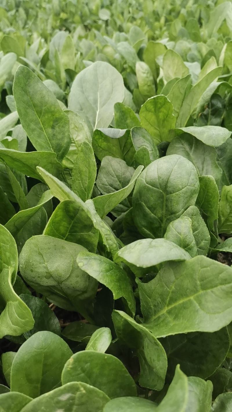 大棚菠菜