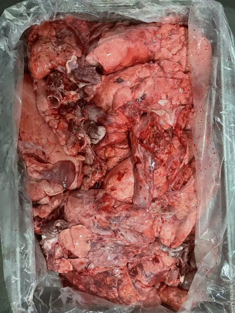 卖点饲料猪肺工厂出需要的联系我