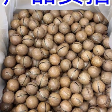 电商通货夏威夷果规格20-22量大优惠