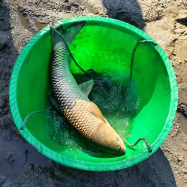 草鱼鲤鱼