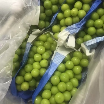 自家种植的阳光玫瑰，送礼果大串大粒口感香甜，今年现货