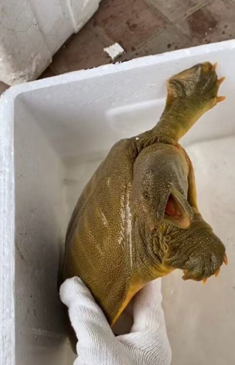 甲鱼批发