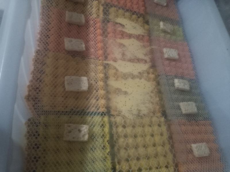 常年出售蟋蟀(双斑油葫芦)活体、冻品欢迎各位老板前来砸单