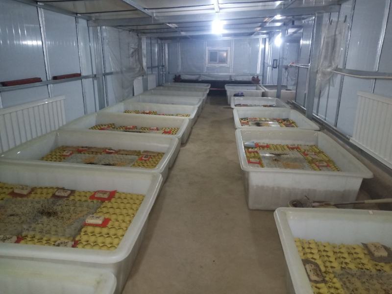 常年出售蟋蟀(双斑油葫芦)活体、冻品欢迎各位老板前来砸单