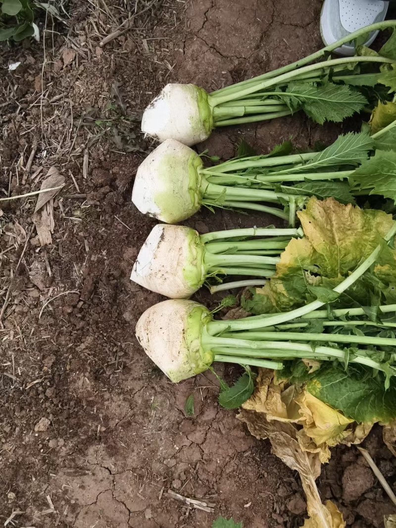 大头菜