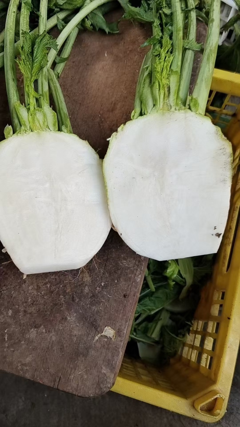 大头菜