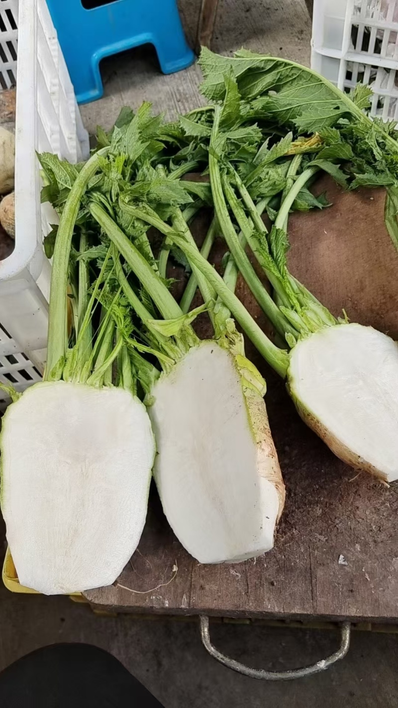 大头菜