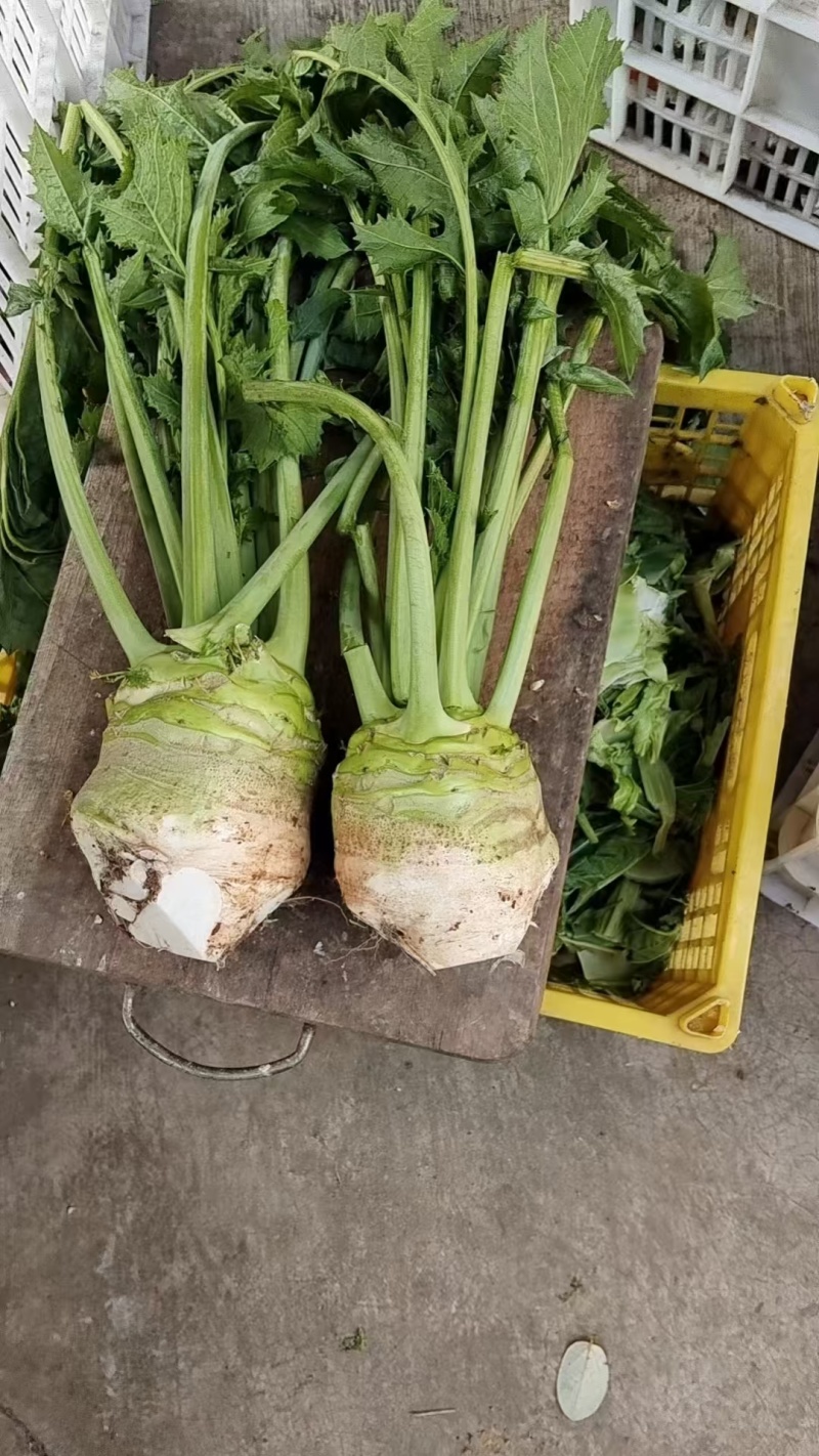 大头菜