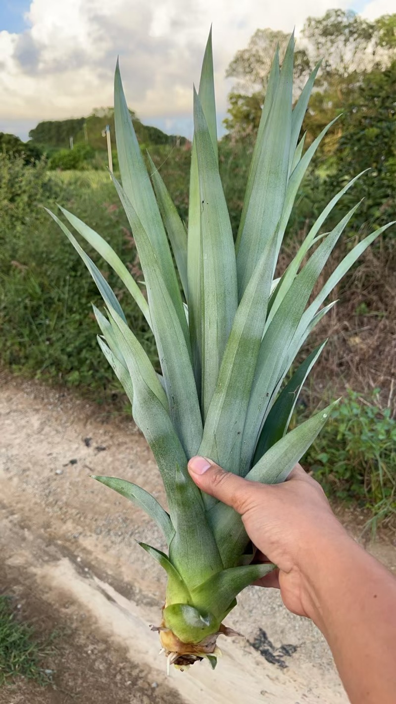 22号西瓜凤梨苗