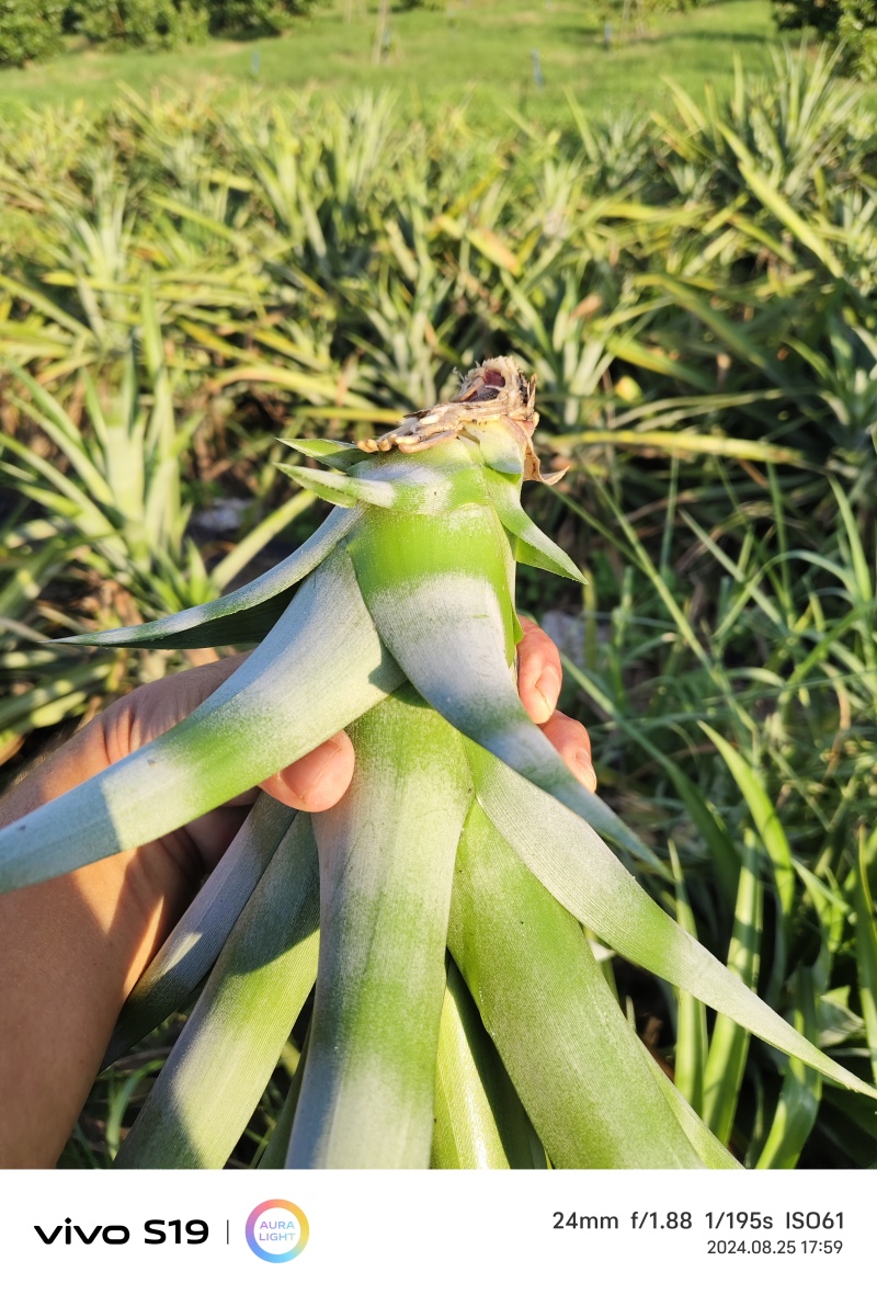 22号西瓜凤梨苗