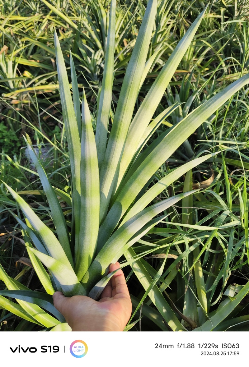 22号西瓜凤梨苗