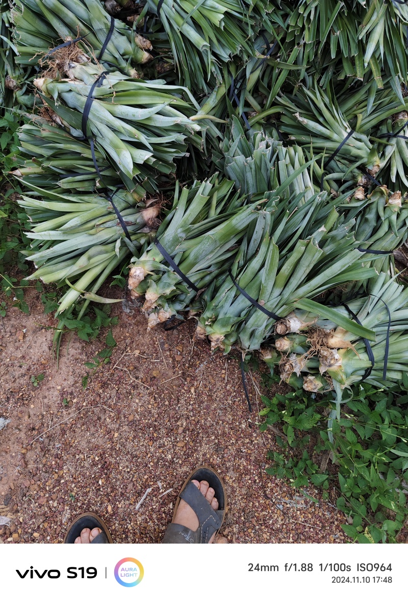 22号西瓜凤梨苗