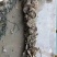 正宗官渡生蚝，开肉**，2-5两挂6两统货，价格实惠