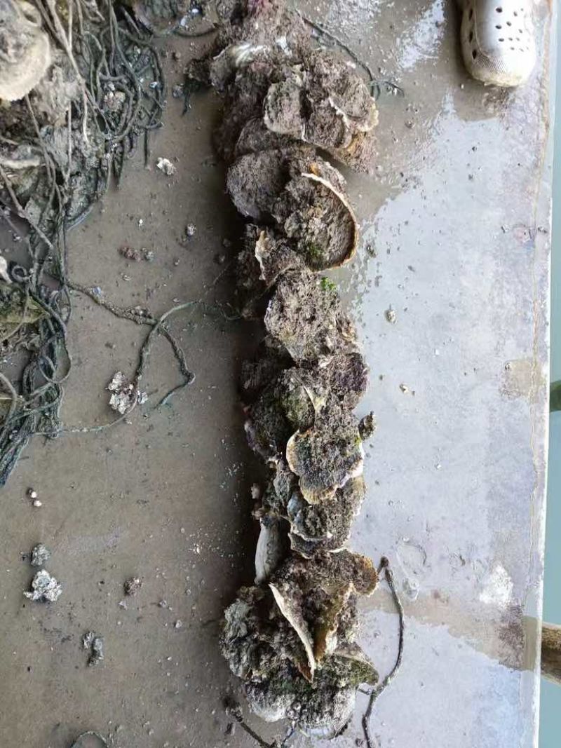 正宗官渡生蚝，开肉**，2-5两挂6两统货，价格实惠