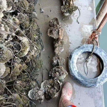 正宗官渡生蚝，开肉**，2-5两挂6两统货，价格实惠
