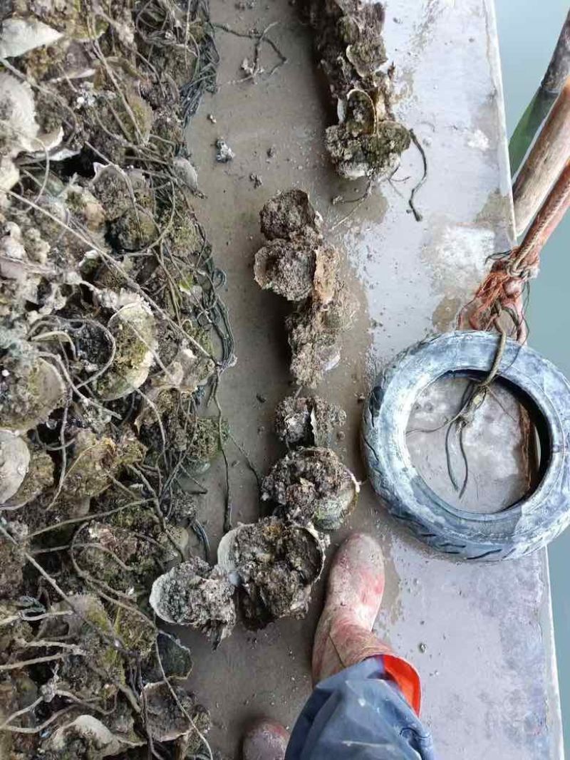 正宗官渡生蚝，开肉**，2-5两挂6两统货，价格实惠