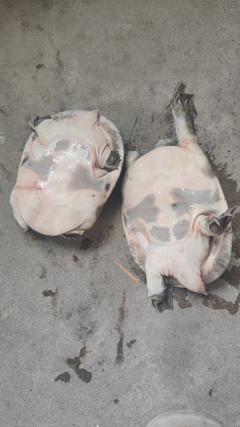 甲鱼