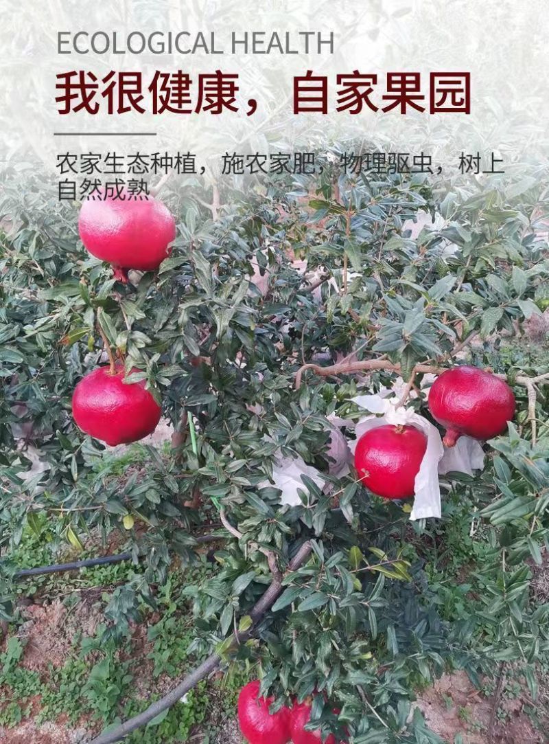 云南大理酸甜石榴酸甜可口泡酒孕妇可用