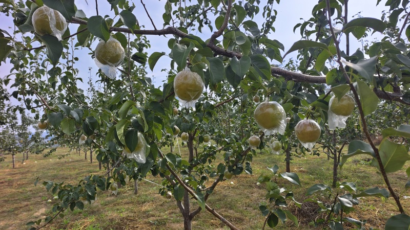 山西隰县玉露香梨