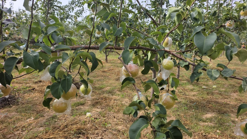 山西隰县玉露香梨