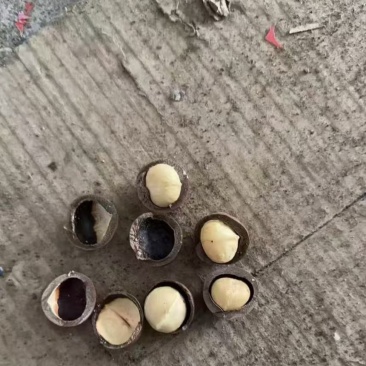 夏威夷果电商代发