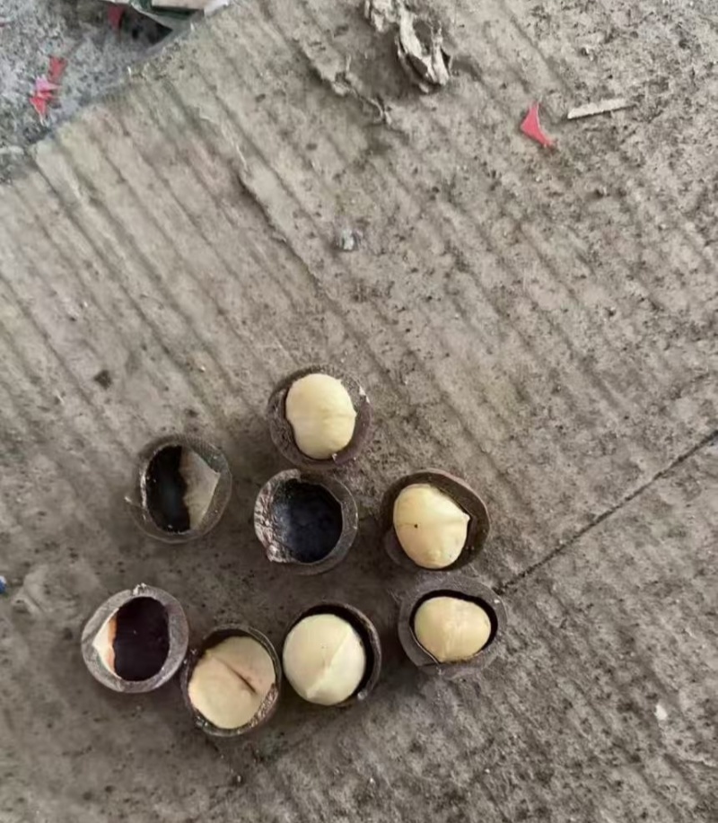 夏威夷果电商代发