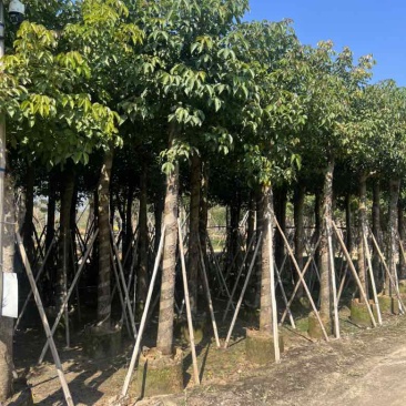 秋枫8-15分，大量低价出售