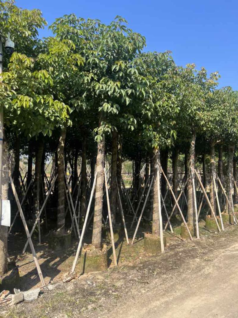 秋枫8-15分，大量低价出售
