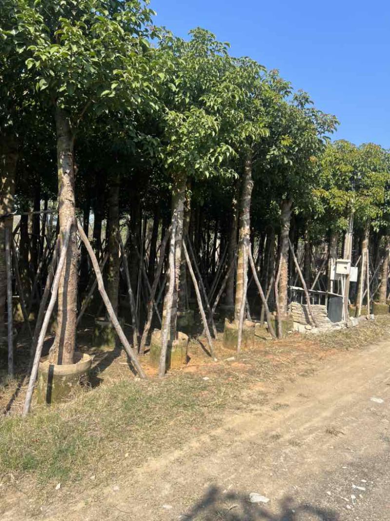 秋枫8-15分，大量低价出售