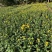大量出售，菊花🌼🌼🌼