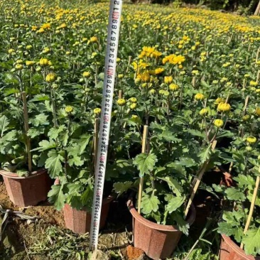 大量出售，菊花🌼🌼🌼