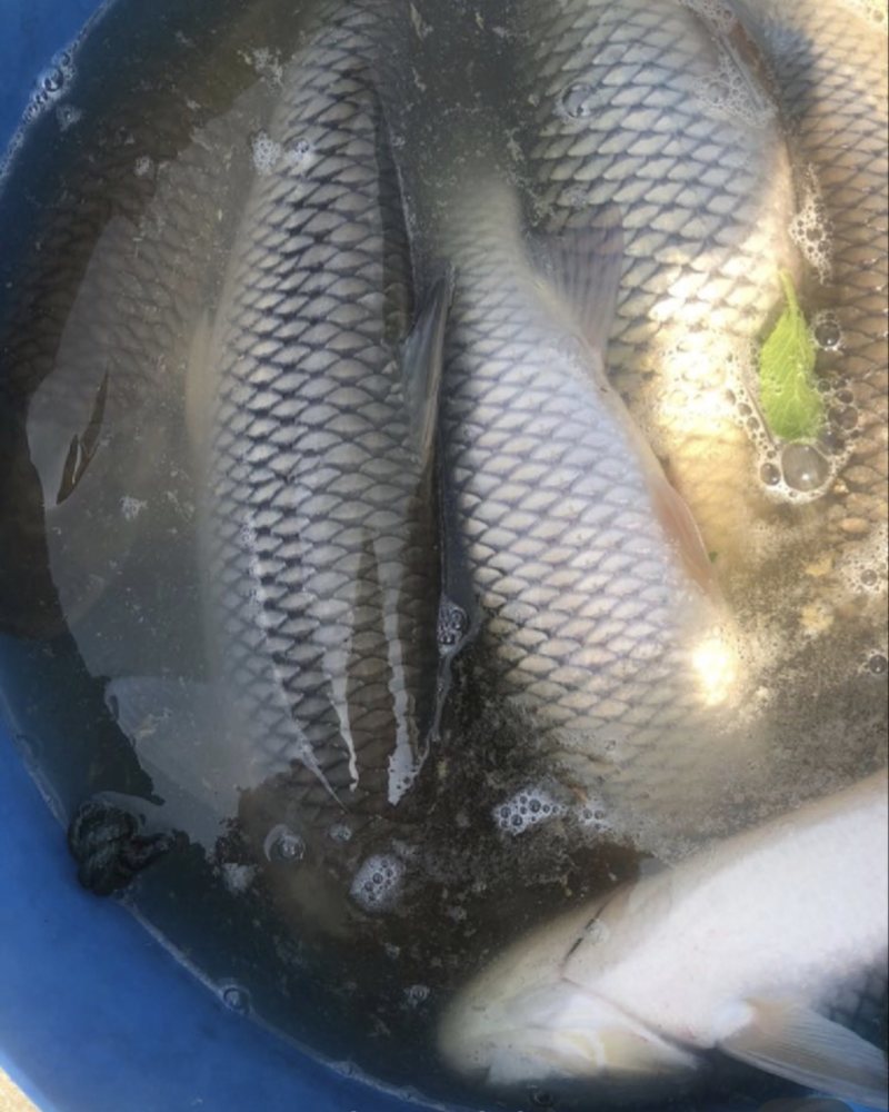 找邵阳鱼贩子上门收鱼，本地草鱼，不吃饲料的鱼。
