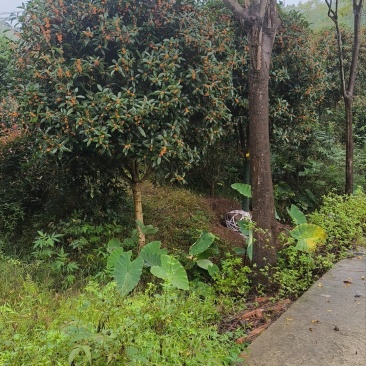 桂花树