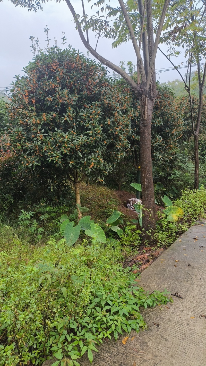 桂花树