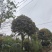 桂花树