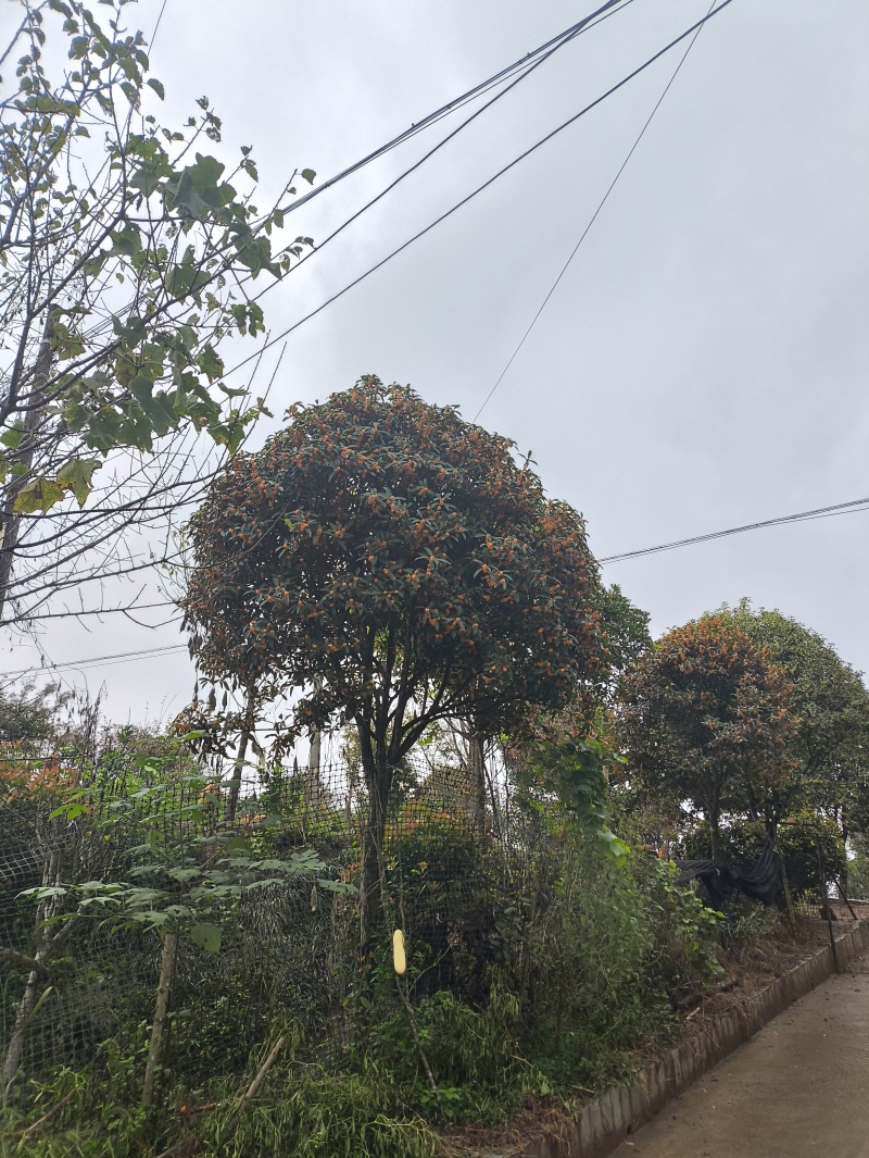 桂花树