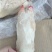 带筋纯干二级猪蹄