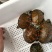 大量巴西火焰各种乌龟