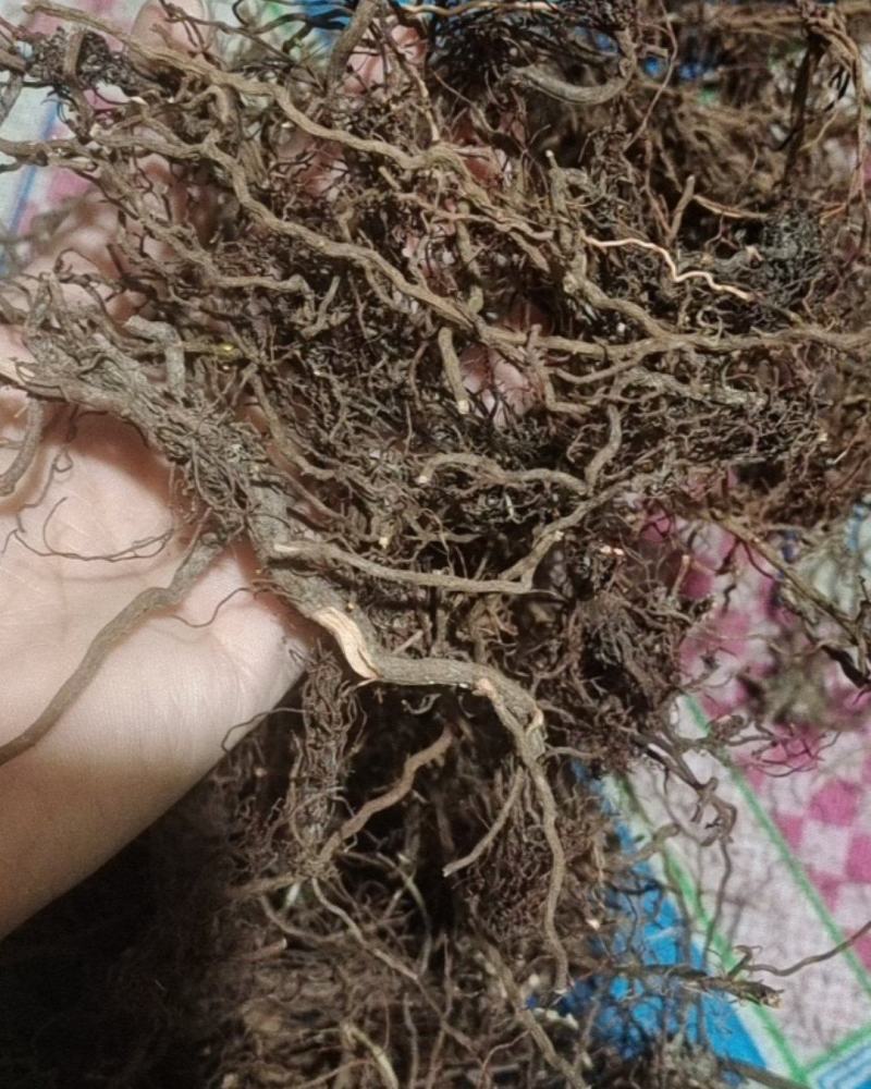 河北天草根