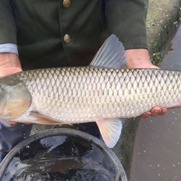 纯草喂养的草鱼
