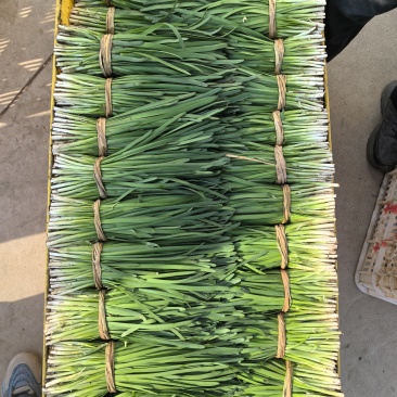 原产地韭菜头刀二刀大量上市，欢迎老板咨询选购，合作共赢