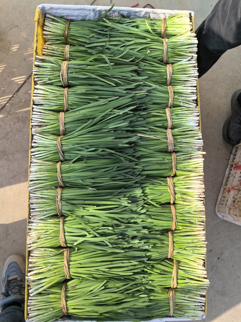 原产地韭菜头刀二刀大量上市，欢迎老板咨询选购，合作共赢