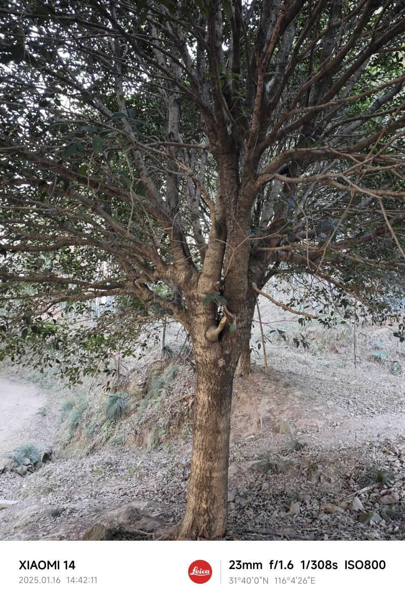 几十年的老铁桂花树