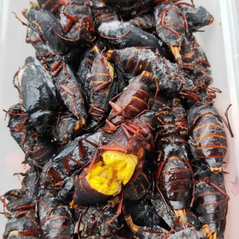 山水牛