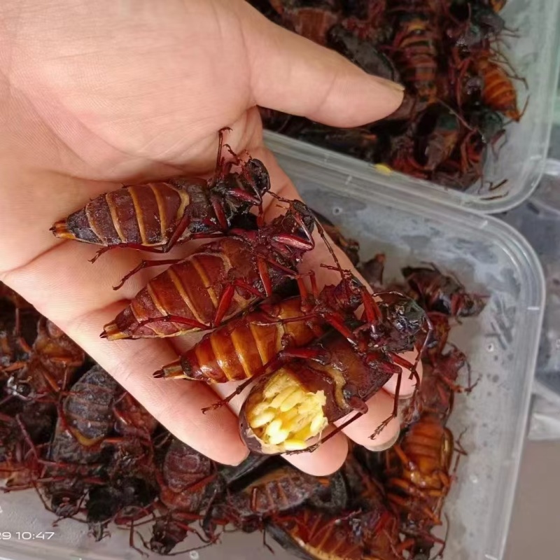 山水牛