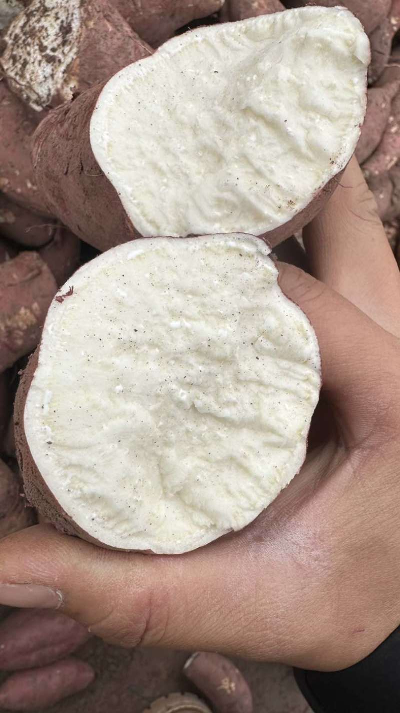 商薯19淀粉纯红薯淀粉酥肉粉粉条粉农场手工淀粉干淀粉红芋粉