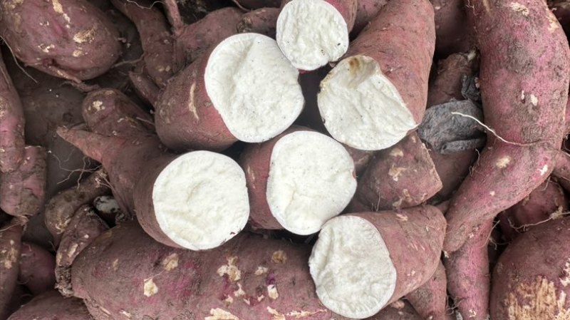 商薯19淀粉纯红薯淀粉酥肉粉粉条粉农场手工淀粉干淀粉红芋粉