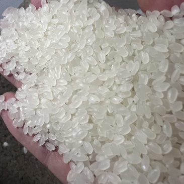好珍珠，黑龙江鹤岗发货运成都1.98贵州1.99到站价